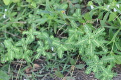 Phyllanthus amarus